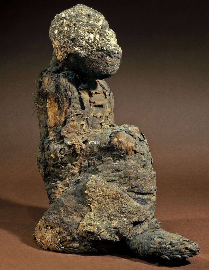 A mummy of the sacred P. Hamadryas