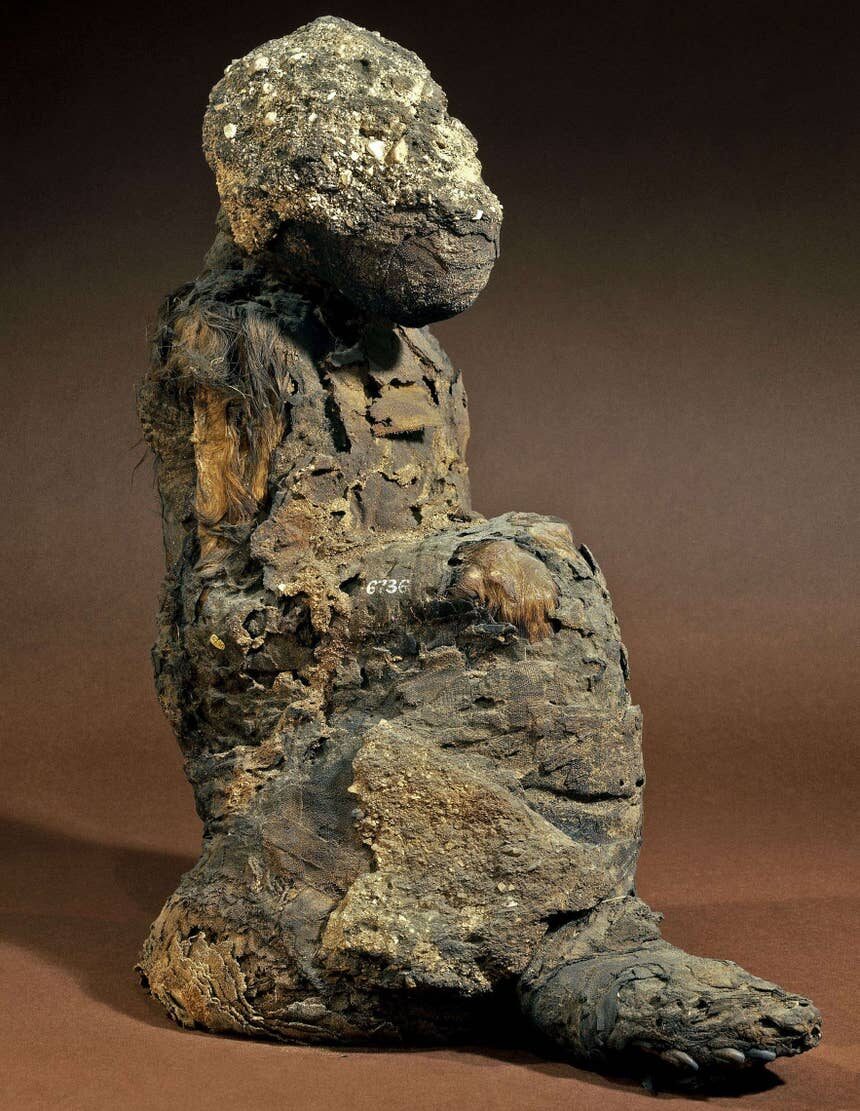 Click to enlarge A mummy of the sacred P. Hamadryas