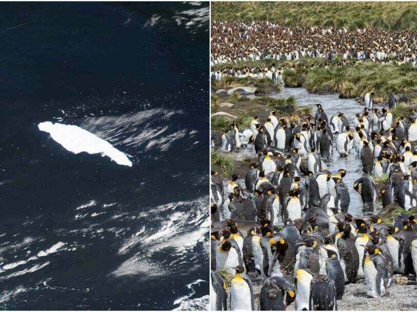 iceberg penguins