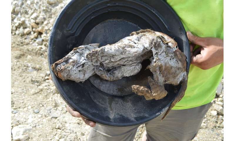 Click to enlarge wolf permafrost