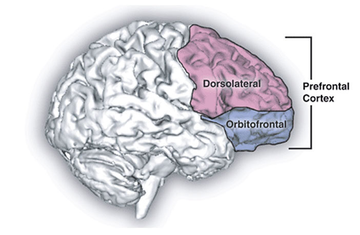 brain