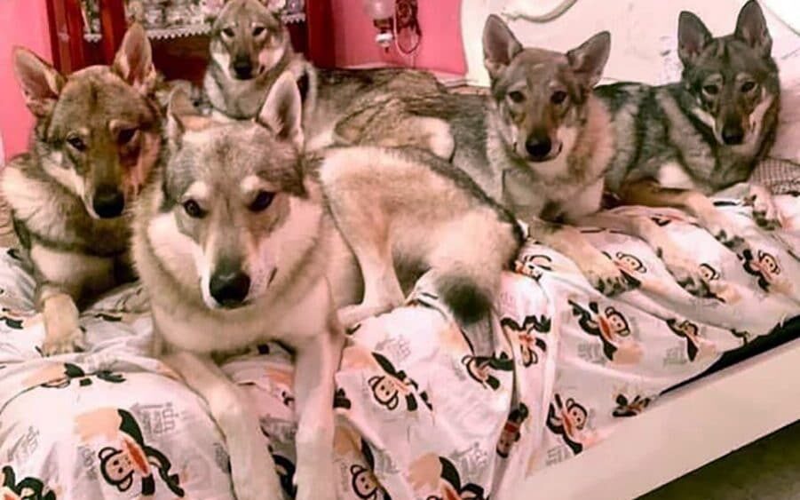 wolf dog