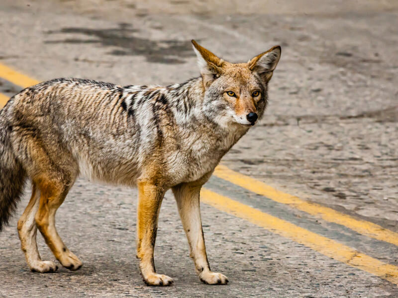 coyote