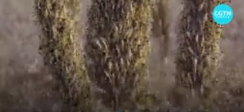 East Africa locust swarm