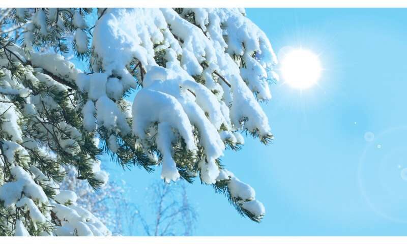 tree snow sun