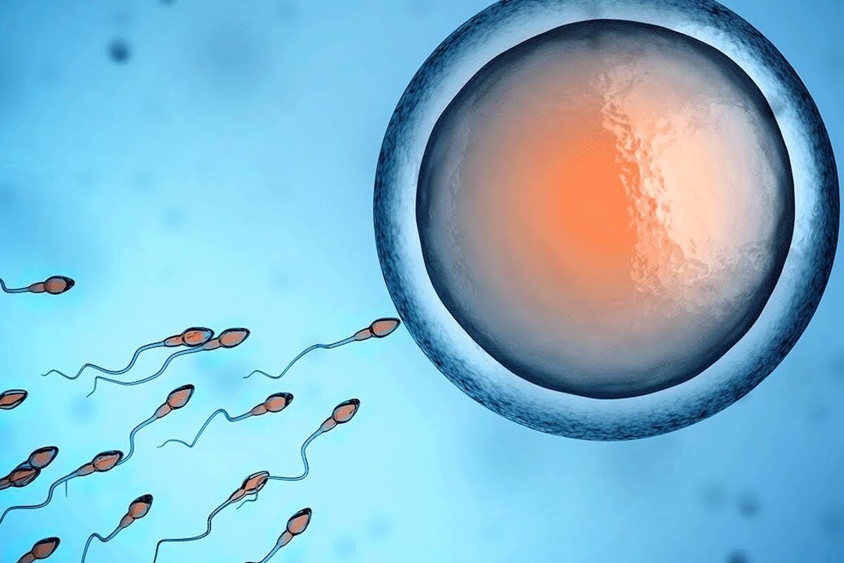 sperm and ovum