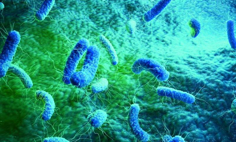 Click to enlarge Bacteria