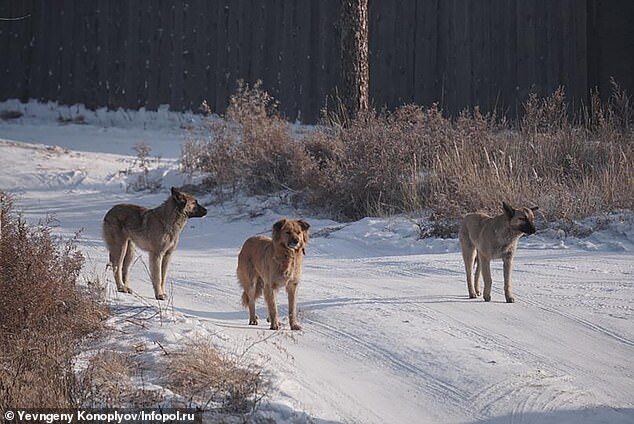Click to enlarge In total, 10 dogs thought to be responsible for the attack have been shot dead (pictured, wild dogs near the scene of the attack)
