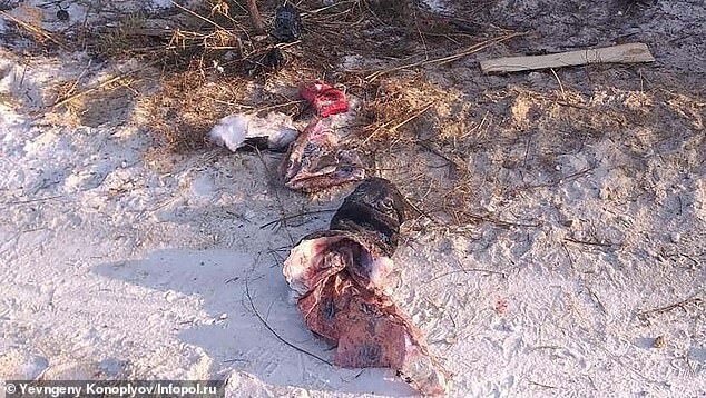 Click to enlarge Neighbours who ran to help Ms Loskutnikova said she was still conscious when they found her, but was unable to scream because of the pain (pictured, bloodied clothes near the scene)