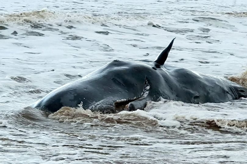 The mass stranding is distressing