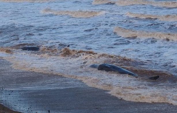 dead whales
