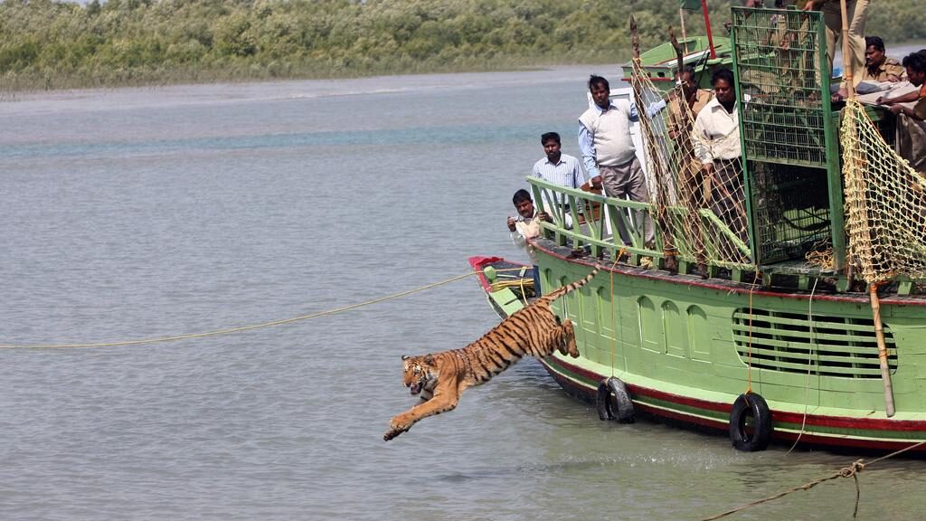 tiger