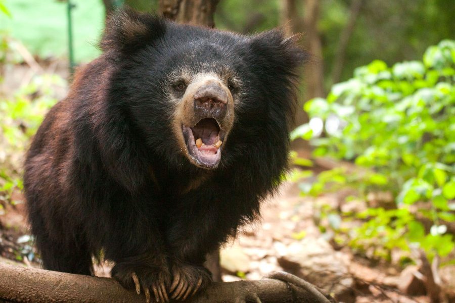 sloth bear