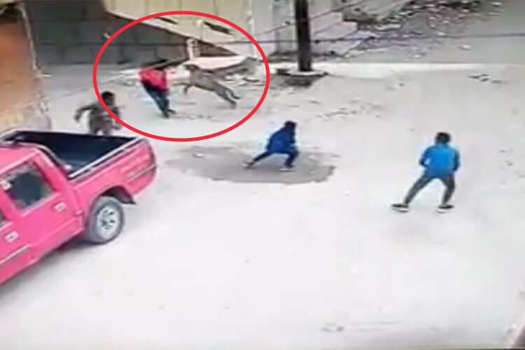A videograb shows the animal attacking children.
