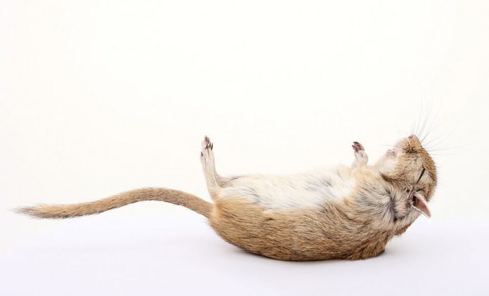 Click to enlarge vagel freeze tonic immobility mouse