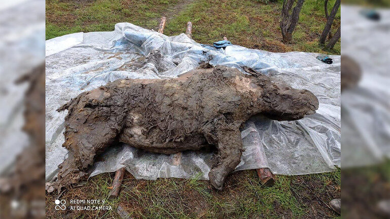 Click to enlarge woolly rhino