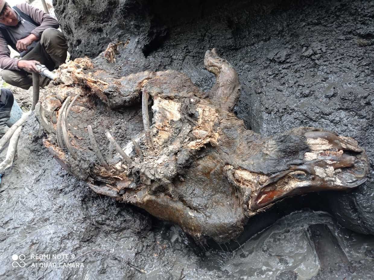 Click to enlarge woolly rhino