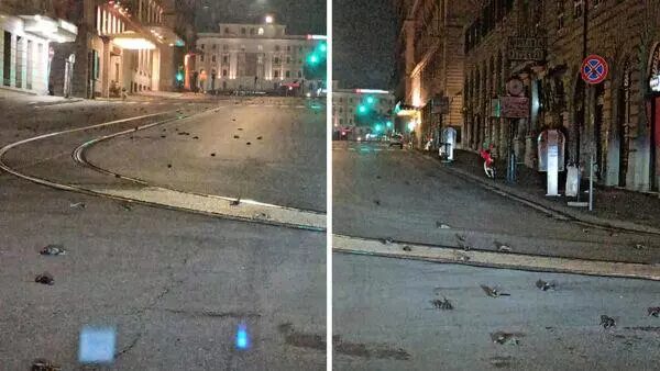 dead birds
