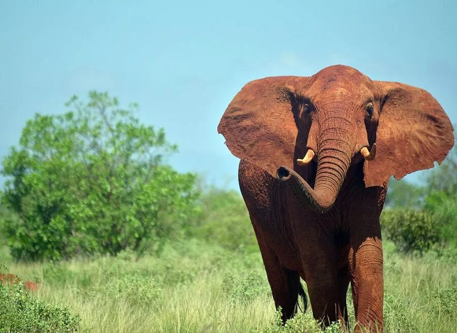 File photo: An elephant is pictured at the Tsavo East National Park in Kenya, nearby to where a man was disemboweled and trampled to death on December 30.