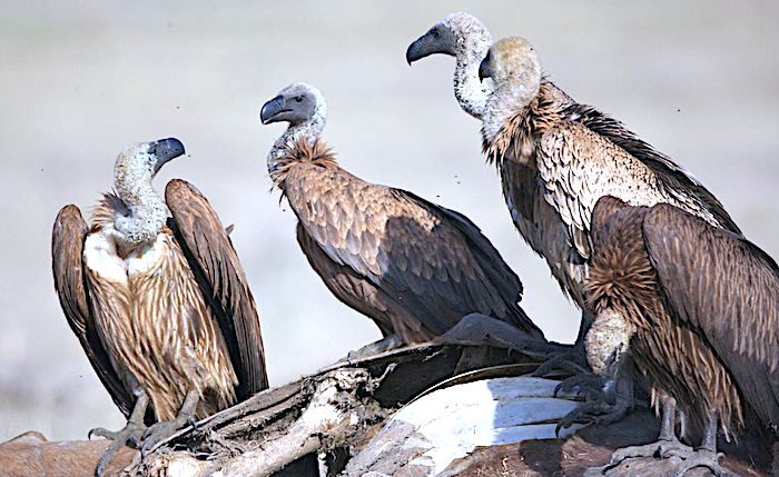 vultures