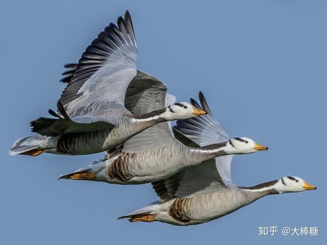 Going for a drink? Bar-headed geese
