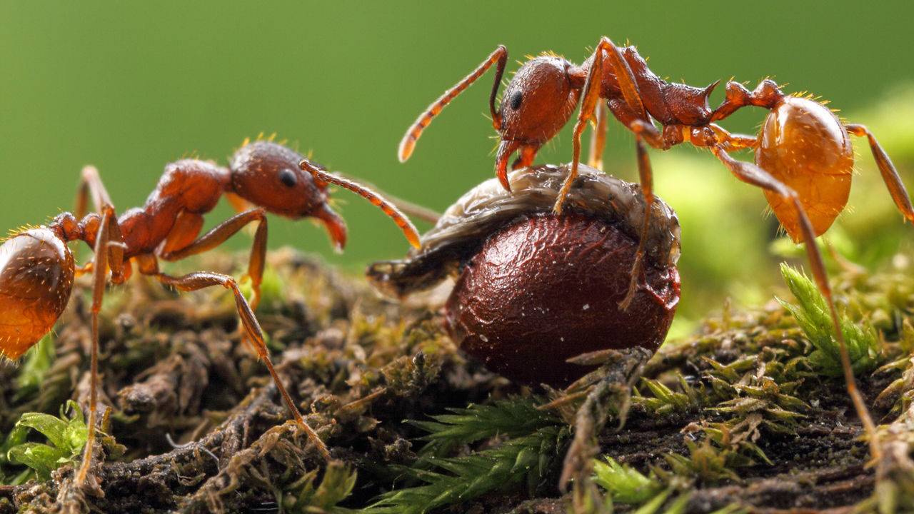 Click to enlarge Aphaenogaster ants