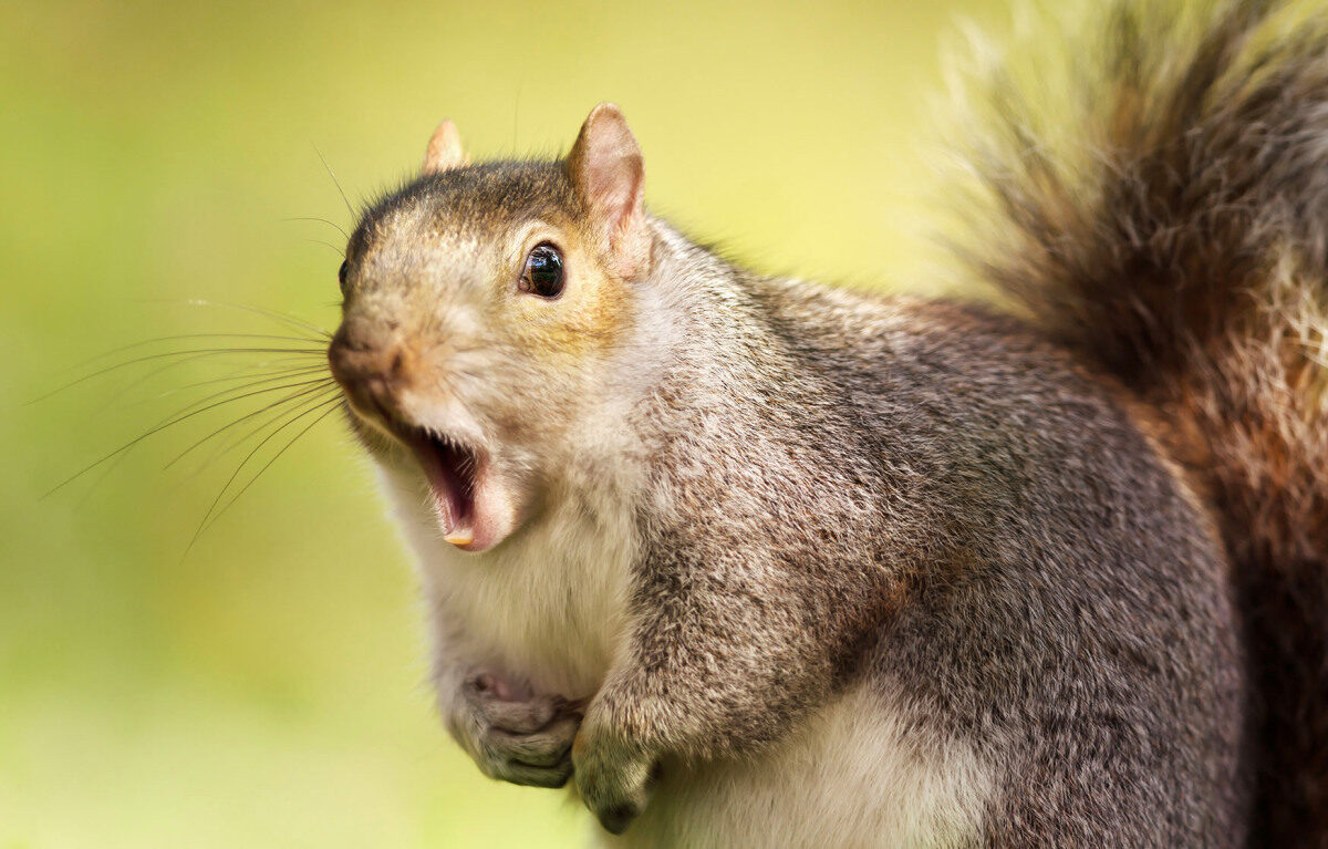 squirrel