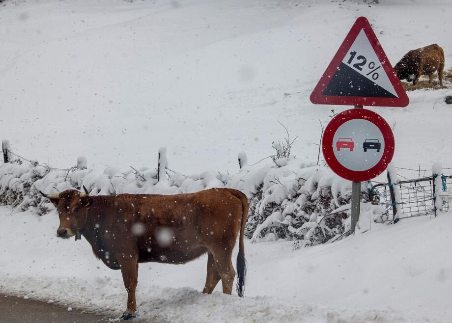 Two cows are seen at the road that gives access to Pajares, in Pajares town in Asturias, northern Spain.