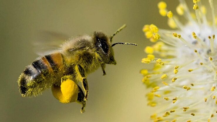 Click to enlarge bee pollinating