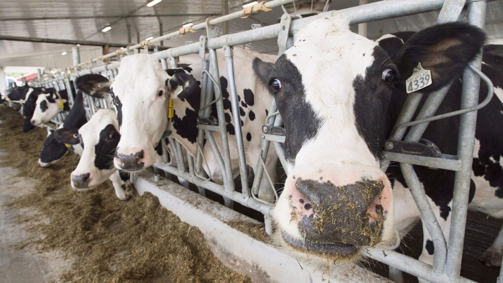 dairy cows
