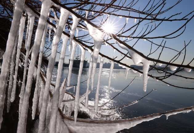 Click to enlarge Icicles hang from trees at a Han River park in eastern Seoul on Jan. 6, 2021, as the season's coldest weather struck the capital