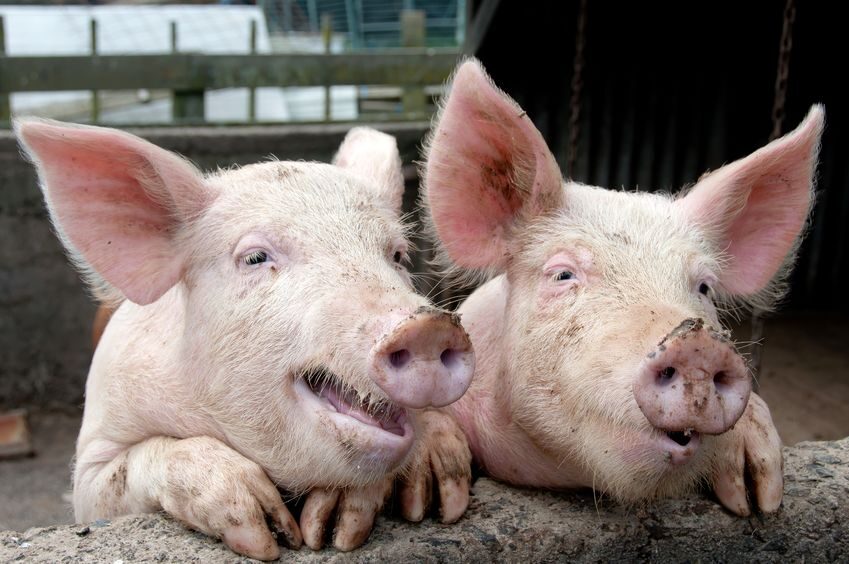 Click to enlarge pigs