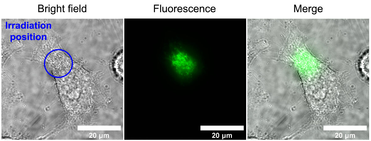 Click to enlarge cellular autofluorescence