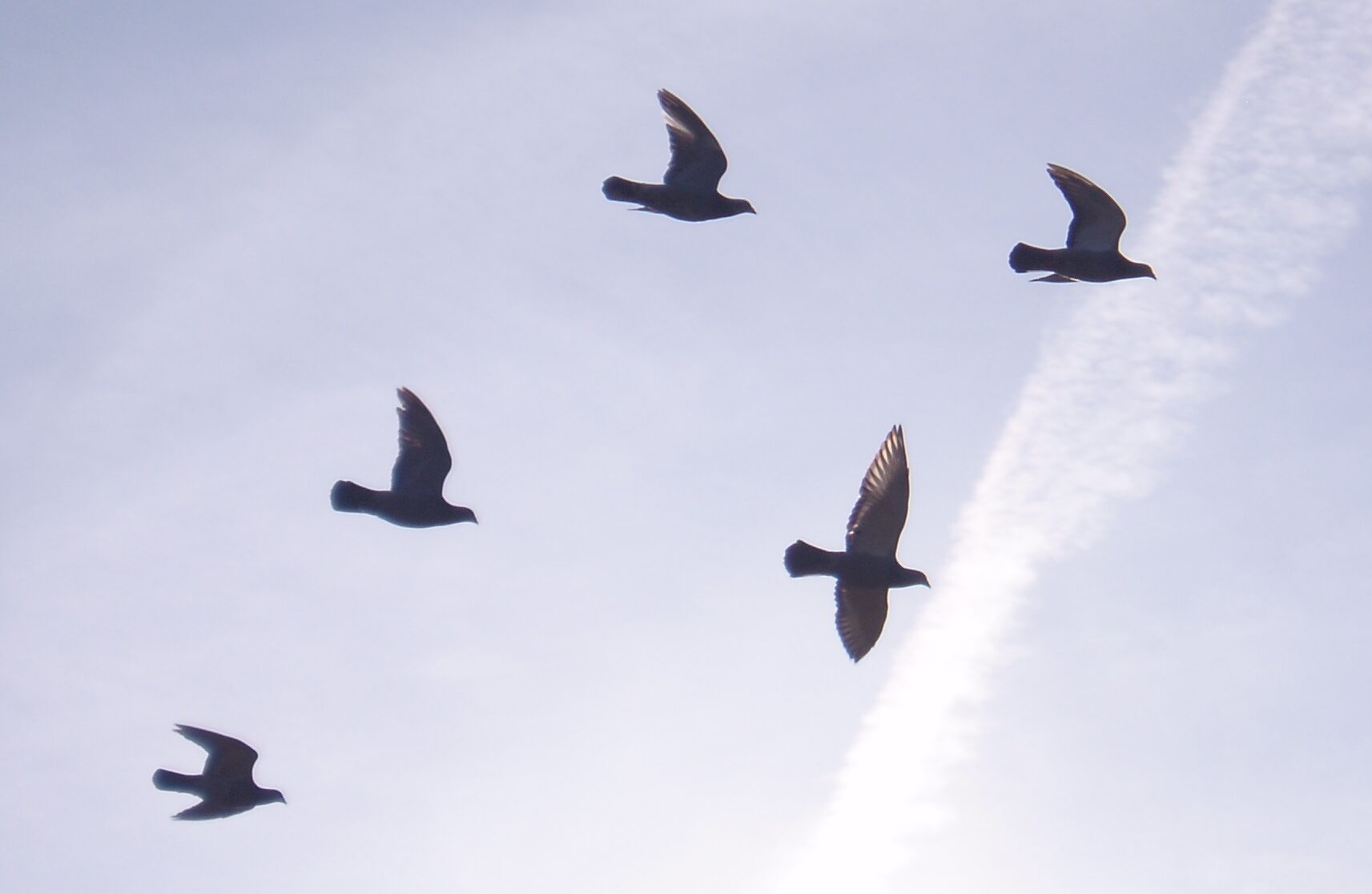 birds migrating