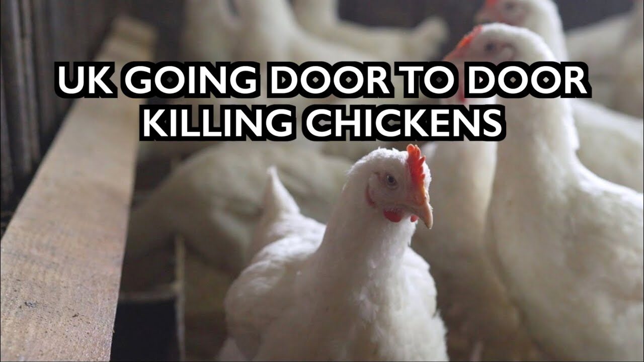 chicks