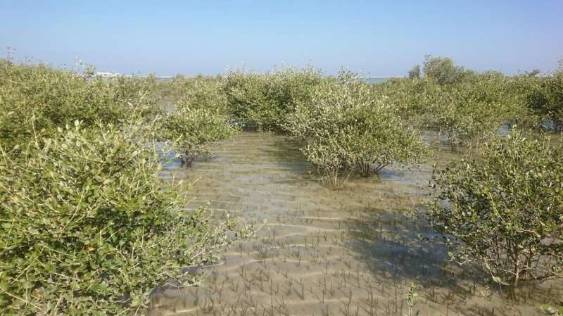 mangrove