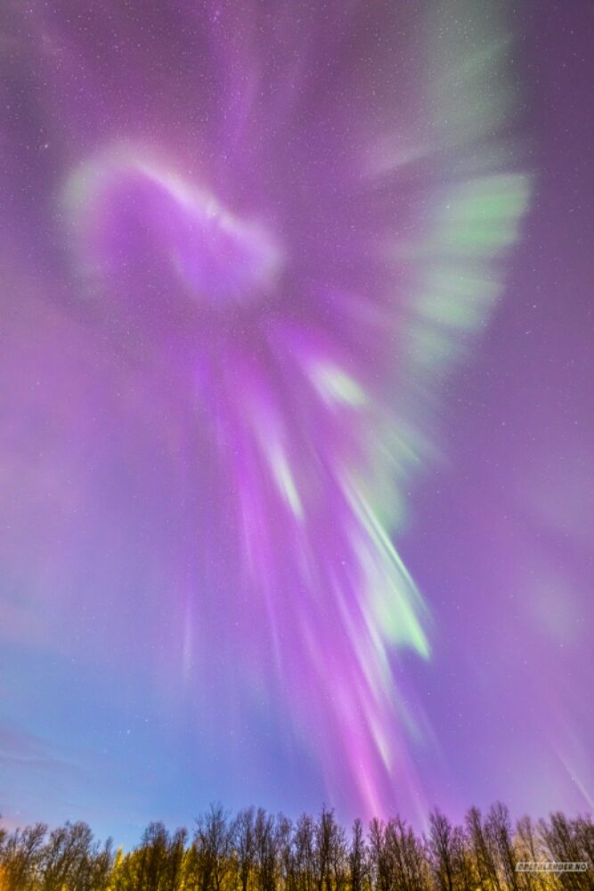 Pink auroras