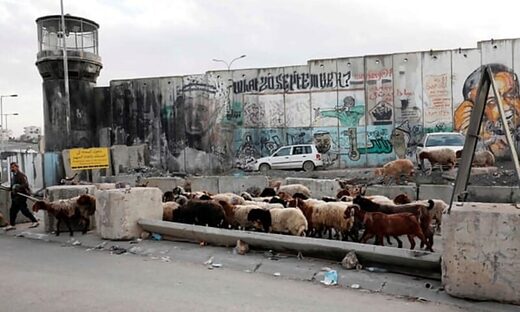 Click to enlarge apartheid wall ramallah israel