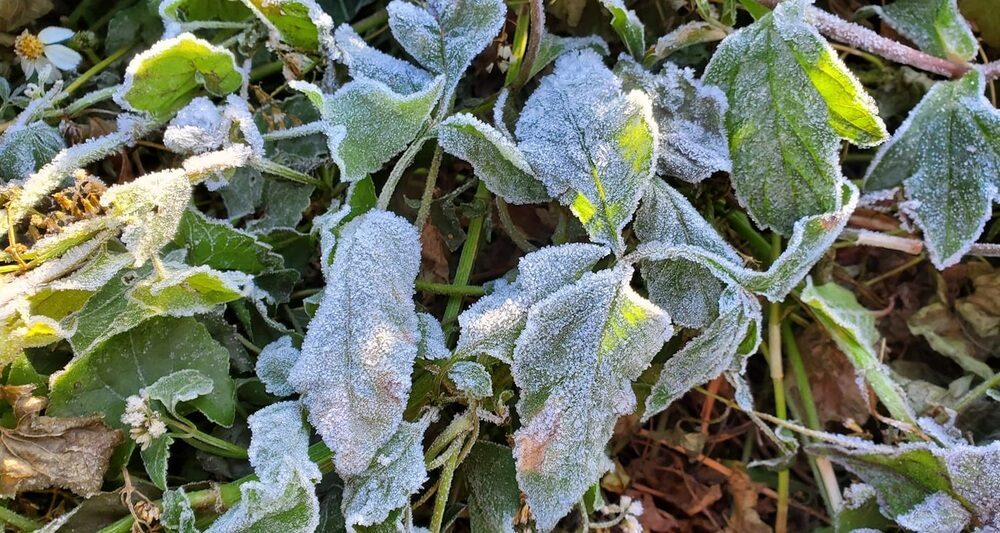 Frost on plants