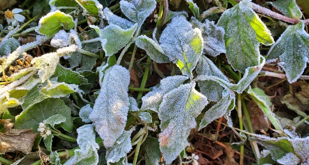 Click to enlarge Frost on plants