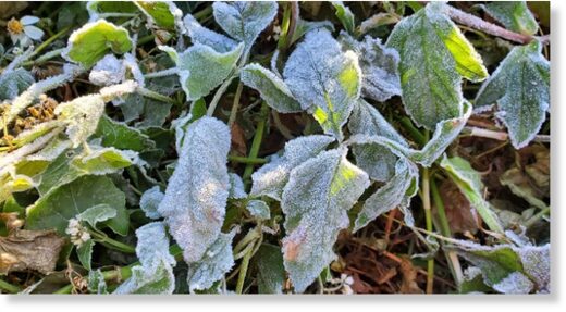 Frost on plants