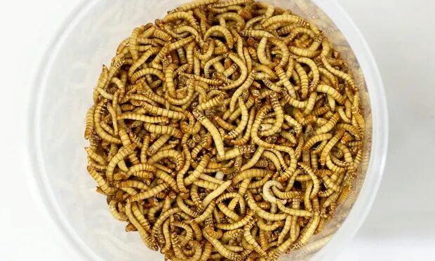 mealworm