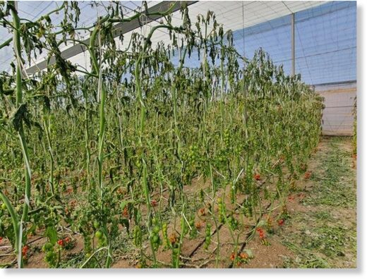 Greenhouse tomatoes in Níjar