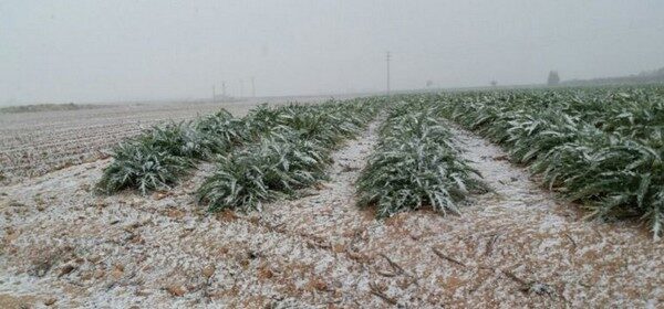 frost