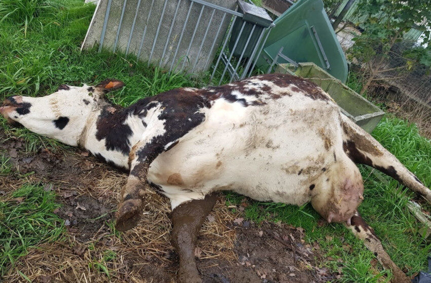 Dead Cow