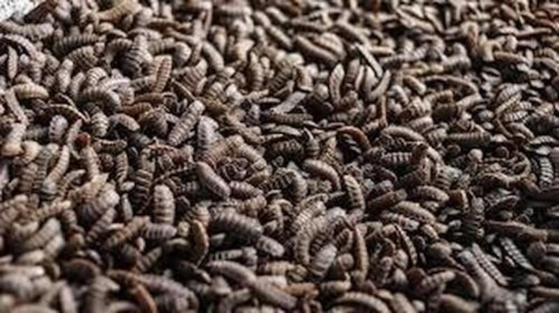 Click to enlarge Black Soldier Fly Larvae