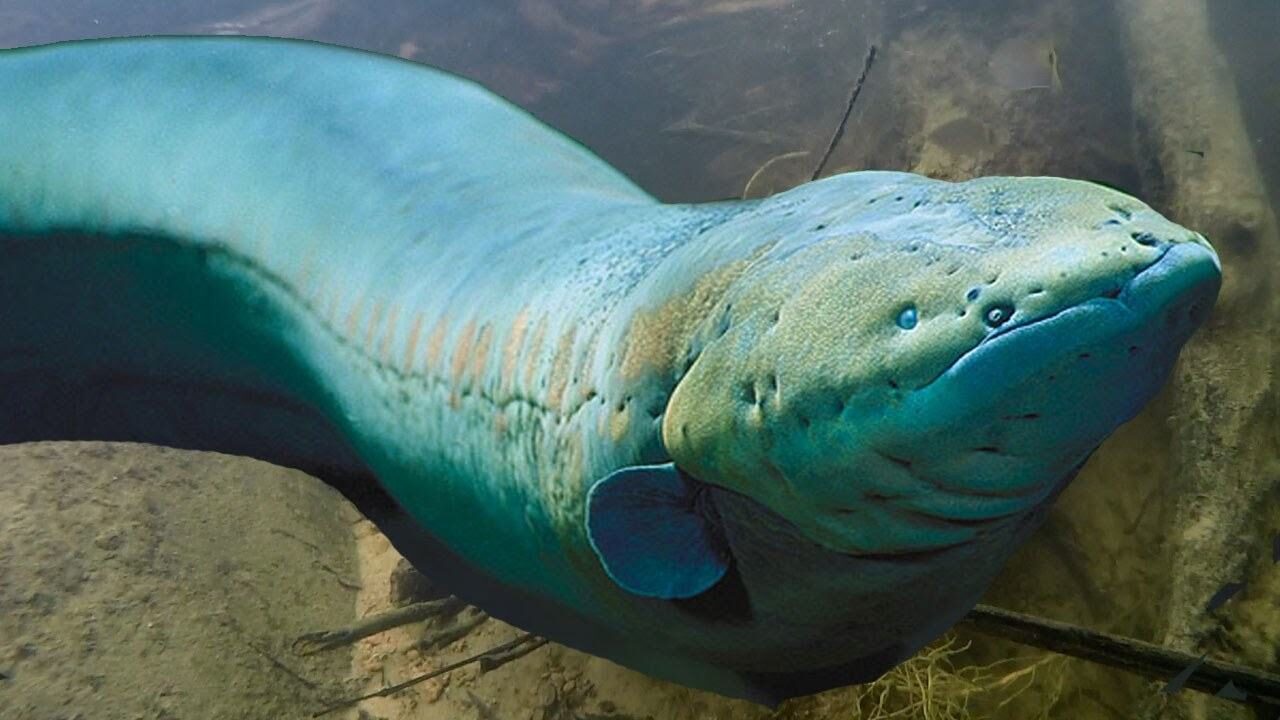 Electric eel
