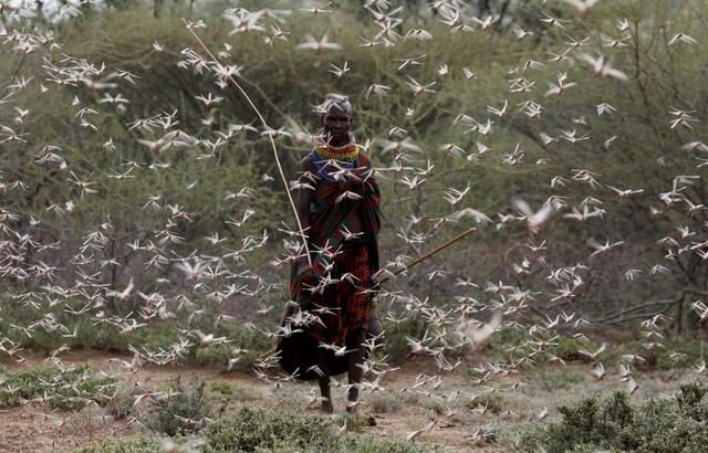 locusts