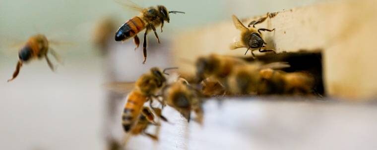 bee hive