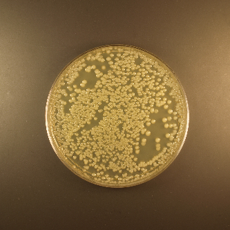 Click to enlarge Petri